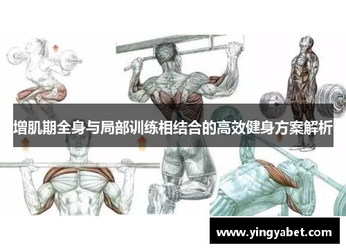 增肌期全身与局部训练相结合的高效健身方案解析